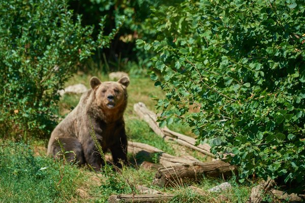 Ursus arctos, Kuterevo (HR) -- 2022 -- 0411
