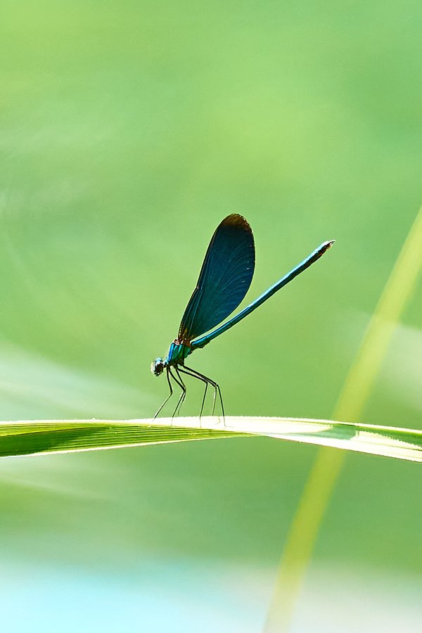 Calopteryx virgo, Lika-Senj (HR) -- 2022 -- 0081