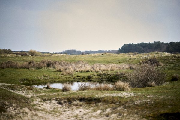 Renesse (NL), Dünenlandschaft -- 2023 -- 0011