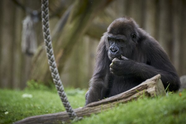 G. g. gorilla, Duisburg (DE) -- 2023 -- 0093