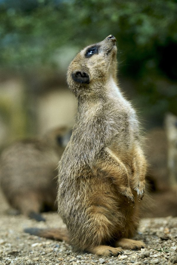 Suricata suricatta, Duisburg (DE) -- 2023 -- 0264