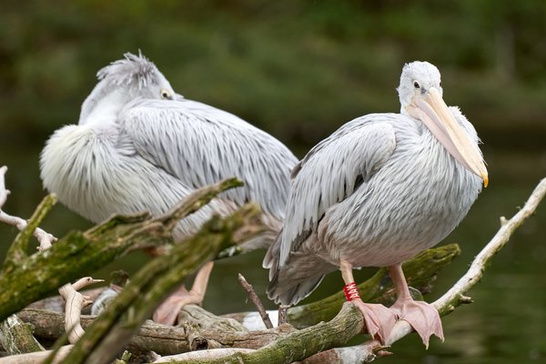 Pelecanus rufescens, Duisburg (DE) -- 2023 -- 0002