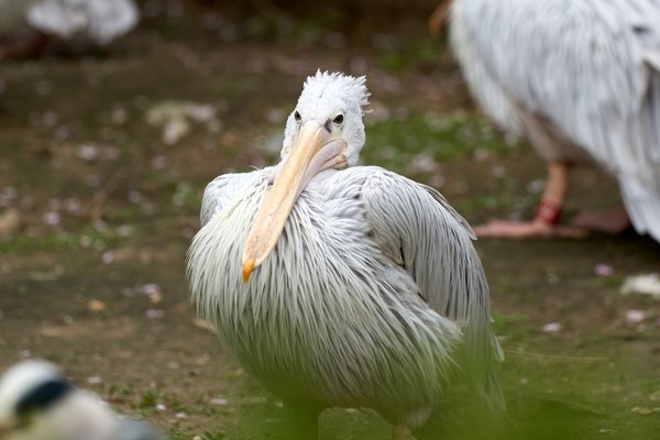 Pelecanus rufescens, Duisburg (DE) -- 2023 -- 0004