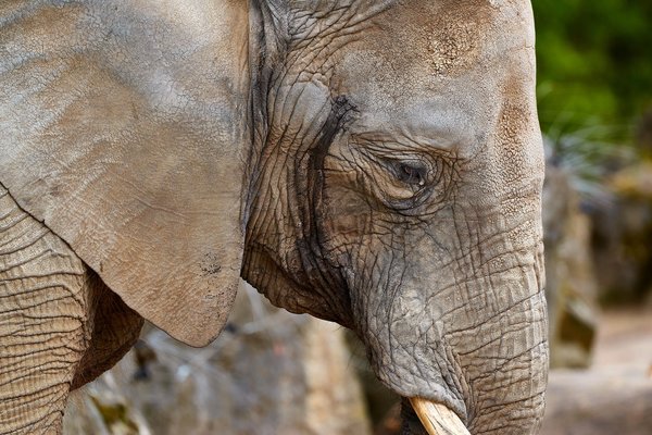 Loxodonta africana, Duisburg (DE) -- 2023 -- 0005