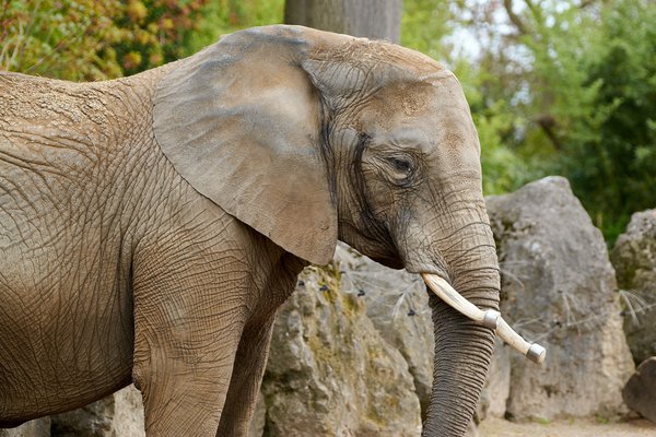 Loxodonta africana, Duisburg (DE) -- 2023 -- 0017