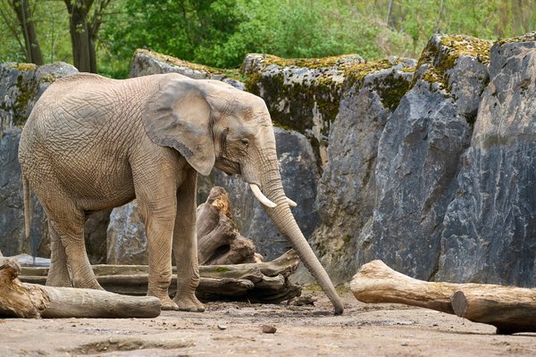 Loxodonta africana, Duisburg (DE) -- 2023 -- 0018