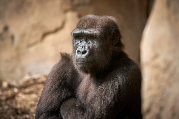 G. g. gorilla, Duisburg (DE) -- 2023 -- 0081