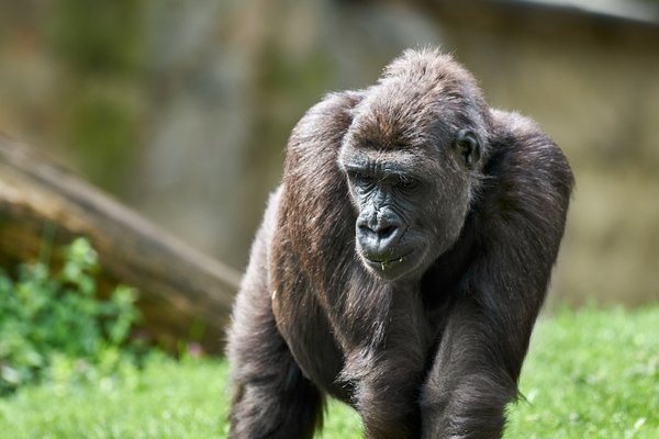 G. g. gorilla, Duisburg (DE) -- 2023 -- 0088