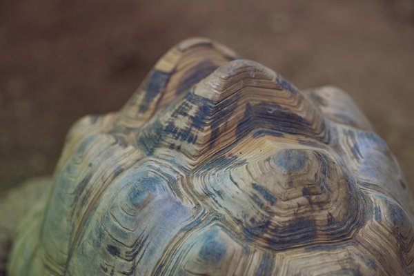 Aldabrachelys gigantea, Duisburg (DE) -- 2023 -- 0098