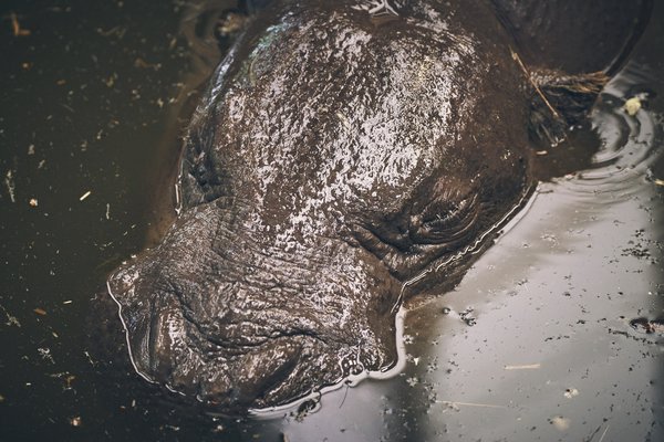 Hippopotamus amphibius, Duisburg (DE) -- 2023 -- 0099