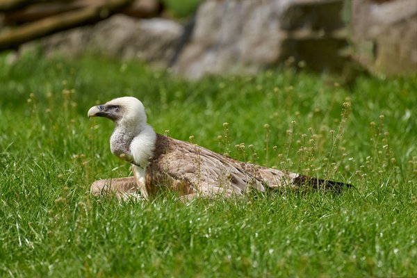 Gyps fulvus, Duisburg (DE) - 2023 -- 0211