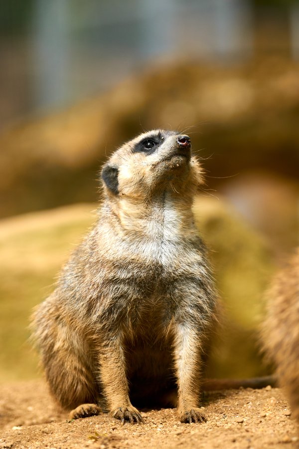 Suricata suricatta, Duisburg (DE) -- 2023 -- 0258