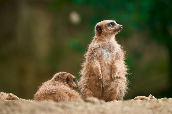 Suricata suricatta, Duisburg (DE) -- 2023 -- 0356