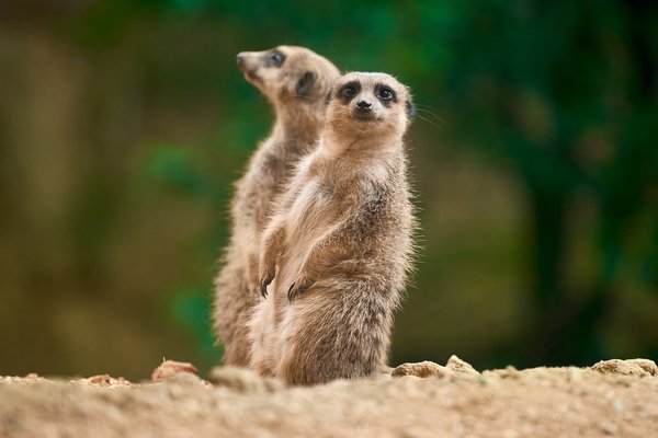 Suricata suricatta, Duisburg (DE) -- 2023 -- 0372