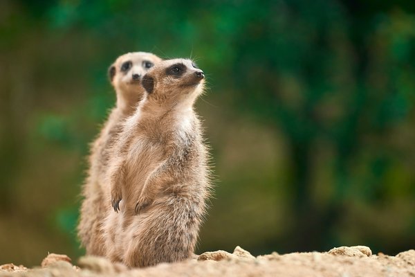 Suricata suricatta, Duisburg (DE) -- 2023 -- 0374