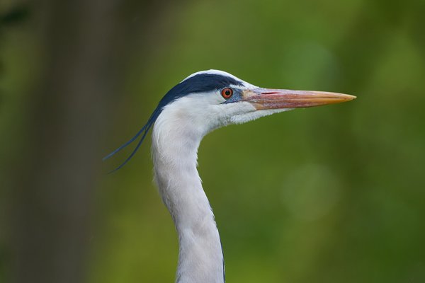 Ardea cinerea, Duisburg (DE) -- 2023 -- 0399