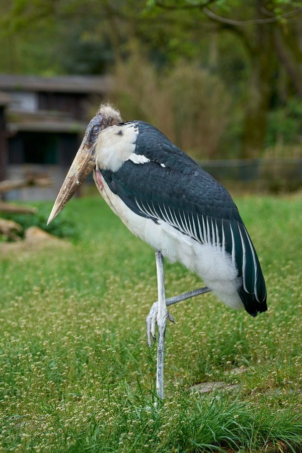 Leptoptilos crumeniferus, Duisburg (DE) -- 2023 -- 0413