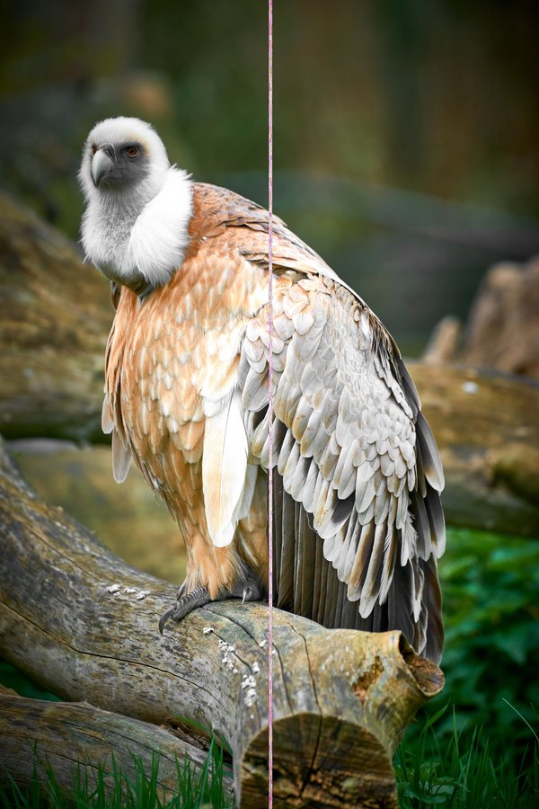 Gyps fulvus, Duisburg (DE) - 2023 -- 0430