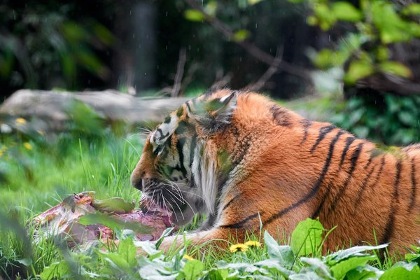 Panthera tigris altaica, Duisburg (DE) – 2023 -- 0494