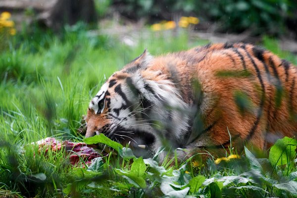Panthera tigris altaica, Duisburg (DE) – 2023 -- 0526