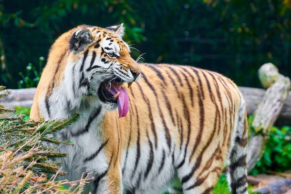 Panthera tigris altaica, Duisburg (DE) – 2023 -- 0567
