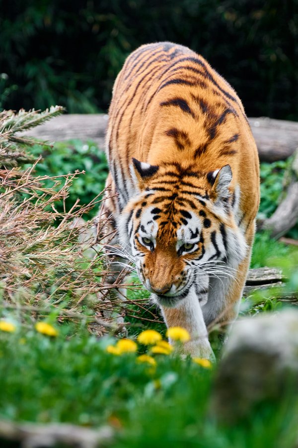 Panthera tigris altaica, Duisburg (DE) – 2023 -- 0578