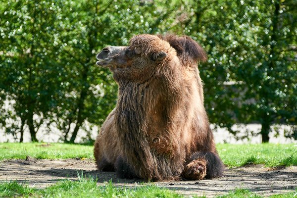 Camelus ferus, Duisburg (DE) -- 2023 -- 0755