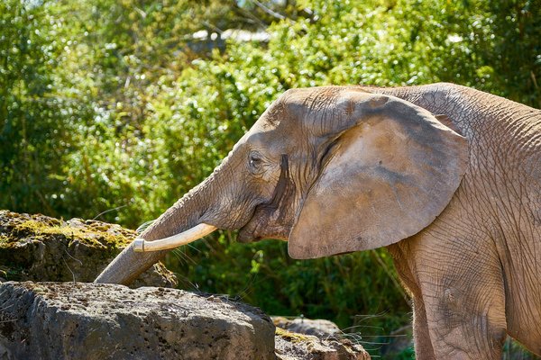 Loxodonta africana, Duisburg (DE) -- 2023 -- 0779