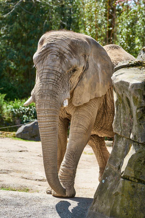 Loxodonta africana, Duisburg (DE) -- 2023 -- 0783