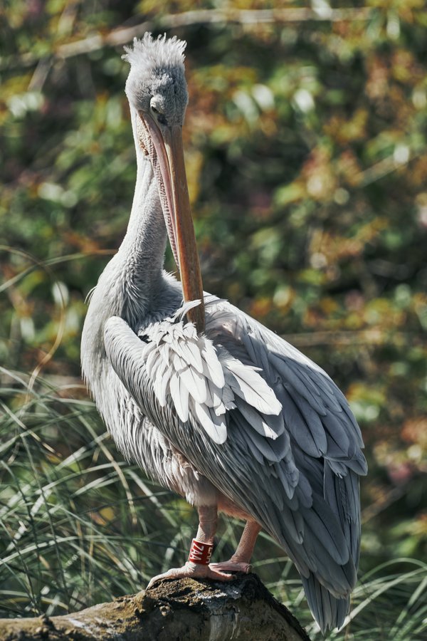 Pelecanus rufescens, Duisburg (DE) -- 2023 -- 0794