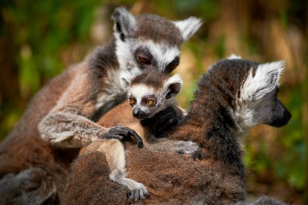 Lemur catta, Duisburg (DE) -- 2023 -- 0859