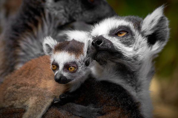 Lemur catta, Duisburg (DE) -- 2023 -- 0867