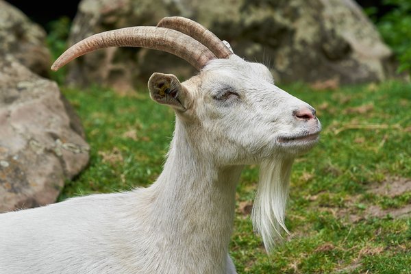 Capra aegagrus hircus, Neuss (DE) -- 2023 -- 0012