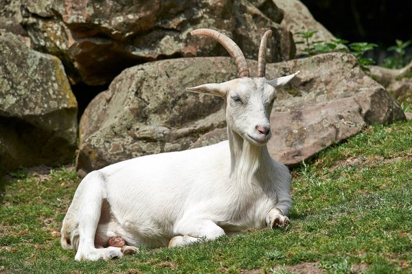 Capra aegagrus hircus, Neuss (DE) -- 2023 -- 0027