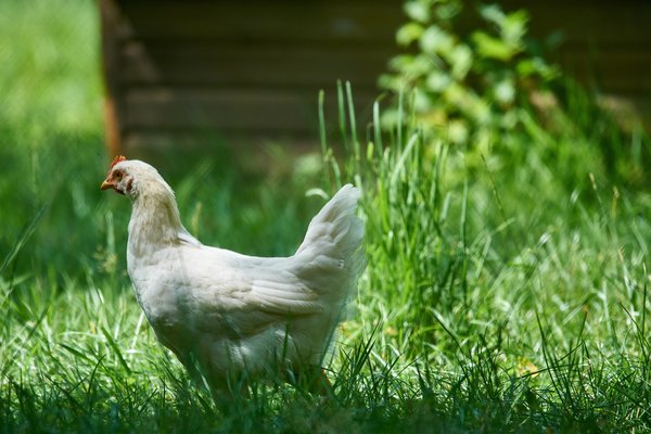 G. gallus domesticus, Neuss (DE) -- 2023 -- 0058