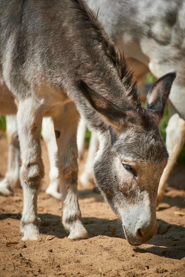 Equus a. asinus, Neuss (DE) -- 2023 -- 0077