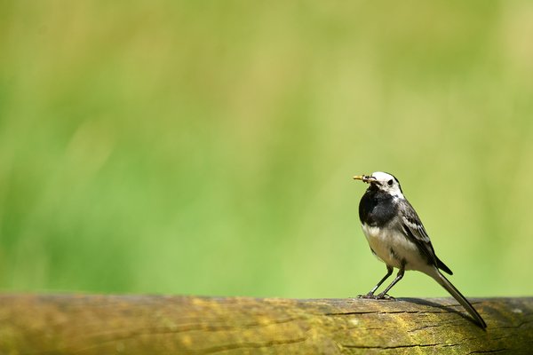 Motacilla alba, Neuss (DE) -- 2023 -- 0108