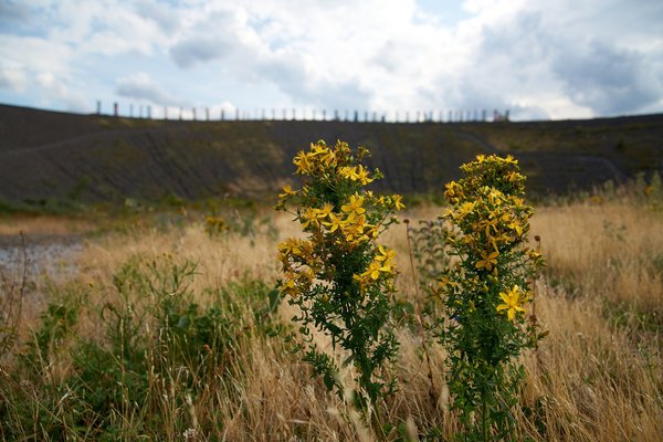 Bottrop (DE), Hypericum perforatum -- 2023 -- 0157