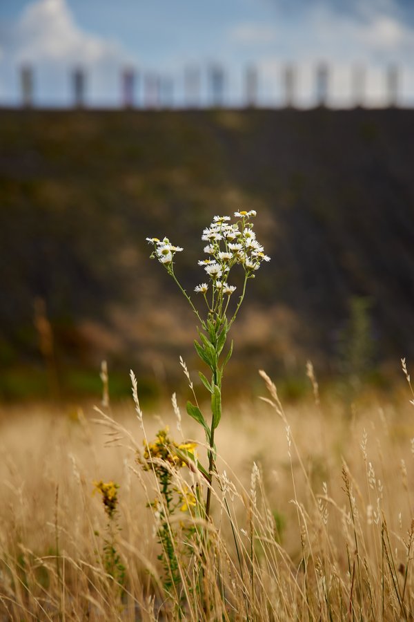 Erigeron annuus, Bottrop (DE) -- 2023 -- 0160
