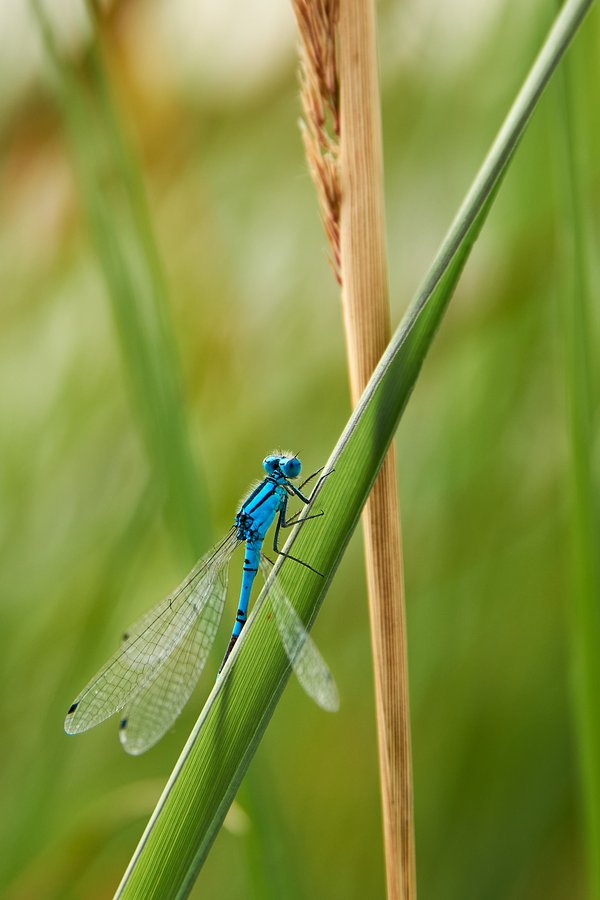 Enallagma cyathigerum, Bottrop (DE) -- 2023 -- 0176