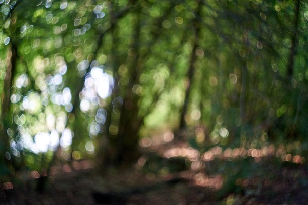 Bottrop (DE), Heidesee (Bokeh des Helios-44-2 bei F2,8) -- 2023 -- 0232