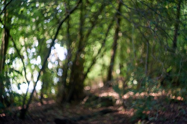 Bottrop (DE), Heidesee (Bokeh des Helios-44-2 bei F2) -- 2023 -- 0233