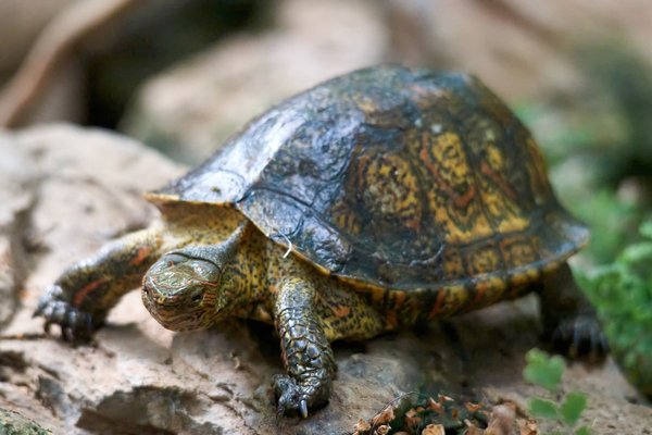 Rhinoclemmys pulcherrima, Krefeld (DE) -- 2023 -- 0037