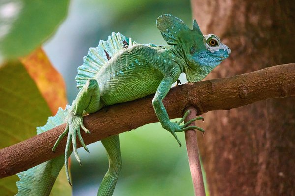 Basiliscus plumifrons, Krefeld (DE) -- 2023 -- 0045