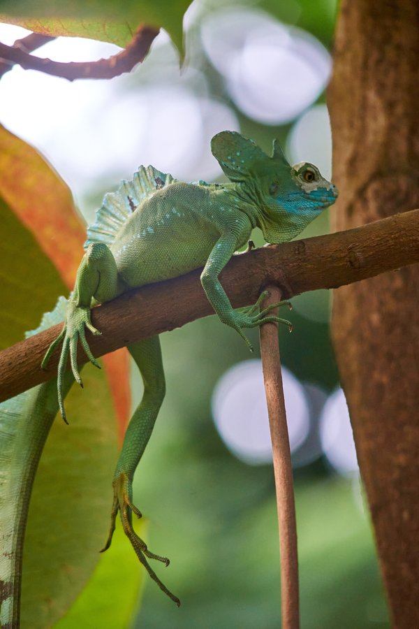 Basiliscus plumifrons, Krefeld (DE) -- 2023 -- 0046