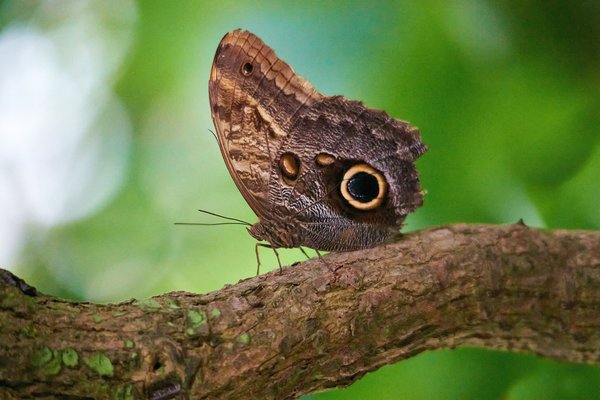 Caligo, Krefeld (DE) -- 2023 -- 0132B