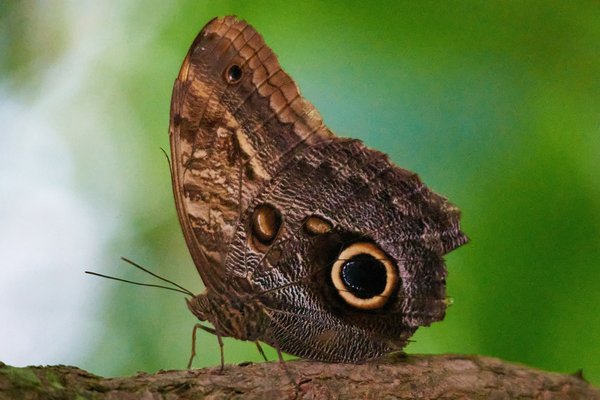 Caligo, Krefeld (DE) -- 2023 -- 0136B