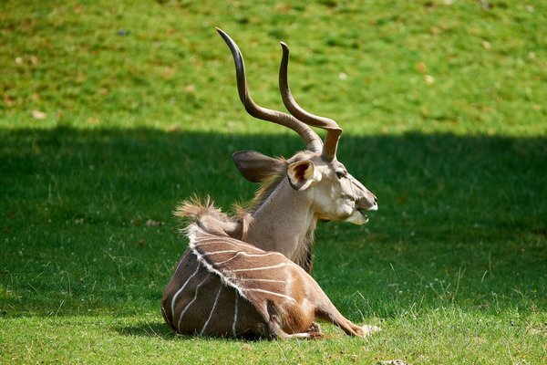 Tragelaphus strepsiceros, Krefeld (DE) -- 2023 -- 0158