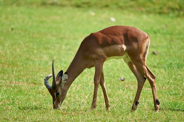Aepyceros melampus, Krefeld (DE) -- 2023 -- 0162
