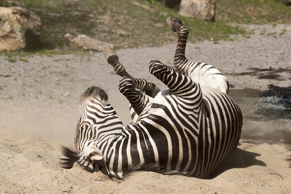 Equus zebra hartmannae, Krefeld (DE) -- 2023 -- 0216